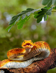 Canvas Print - Green bush viper // Grüne Buschviper, Rankschuppige Buschviper (Atheris squamigera)