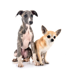 Poster - English Whippet and chihuahua