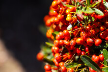 A Stunning Close Up Shot Of A Firethorn Or Pyracantha Plant Covered With Deep Red Berries Surrounded By Lush Green Leaves At Kenneth Hahn Recreation Area In Los Angeles CA