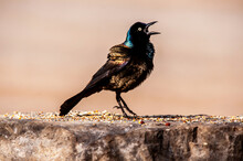 Common Grackle (Quiscalus Quiscula) Male