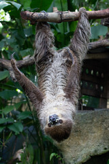 Close up Funny Sloth hanging on the Tree