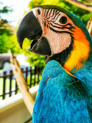 Poster - Closeup shot of blue and yellow macaw parrot outdoors against a green background