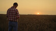 © stockbusters - Man cultivator taking wheat grain hands at sunset field horizon. Morning sunrise