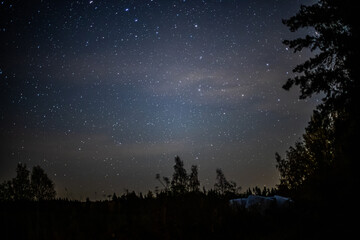 Canvas Print - Mesmerizing starry night sky with tree silhouettes