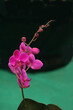 Beautiful closeup shot of a dark pink orchid flower against a black and green blurry background