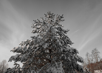 fluffy Christmas tree on the background of the night sky illuminated by the moon.