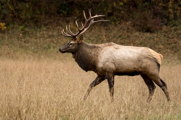 Canvas Print - Profile of Walking Bull Elk