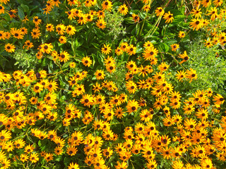 Wall Mural - bright yellow and green farmyard backyard garden full of beautiful blooming wild flowers