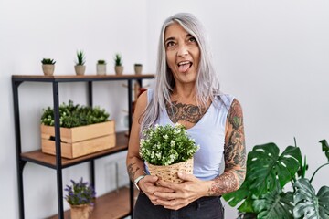 Wall Mural - Middle age grey-haired woman holding green plant pot at home sticking tongue out happy with funny expression. emotion concept.