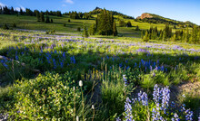 Colorful Wild Flowers On The Meadows Of The Sub Alpine Landscape In Mt. Rainier National Park With Snow Capped Mt. Rainier On The Background And Blue Sky.