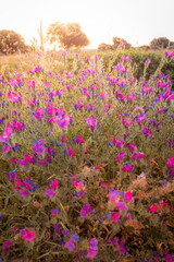 Sticker - Blooming pink flowers in the meadow at sunrise