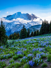 Colorful Wild Flowers On The Meadows Of The Sub Alpine Landscape In Mt. Rainier National Park With Snow Capped Mt. Rainier On The Background And Blue Sky.