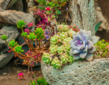 Fototapeta Kuchnia - Beautiful colorful variated succulents arrangement