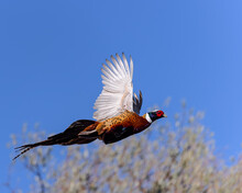 A Ring-necked Pheasant (Phasianus Colchicus) Takes Flight Against A Blue, Autumn Sky.