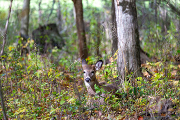 Wall Mural - White-tailed deer or Virginia deer  in the autumn forest