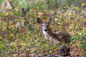 Wall Mural - White-tailed deer or Virginia deer  in the autumn forest