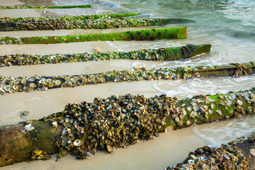 Poster - Oysters cling to dead trees on the sandy beach.