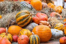 Halloween And Thanksgiving Autumn Decoration With Variety Of Pumpkins  On Showcase