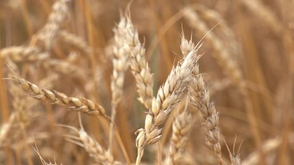 Wall Mural - Wheat fields. Ears of golden wheat close up. Rural landscapes in shining sunlight. Backgrounds of ripening of ears of meadow wheat in the field. Rich Harvest Concept
