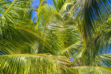 Canvas Print - Fond palmes de cocotiers 