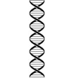 simple stylized dna strand double helix