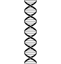 Simple Stylized Dna Strand Double Helix