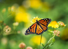 Migrating Monarch Butterfly (Danaus Plexippus) Feeding Wings Opened On Yellow Flowers In The Autumn In Texas.