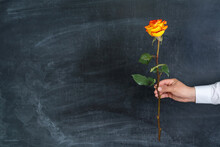 A Man Holds An Orange Tea Rose In His Hand Against The Background Of A Chalk Board