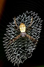 Orb Weaver Spider Nest From West Papua, Indonesia