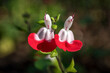 Salvia x jamensis 'Hot Lips' a summer autumn fall flowering plant with a red white summertime flower commonly known as sage, stock photo image