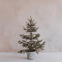 Wall Mural - Aesthetic minimalist Christmas concept. Spruce, fir tree in vintage bucket against neutral dusty pink wall