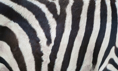 Poster - zebra skin, zebra fure