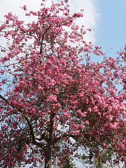 Poster - Pommier d'ornement - Malus hybrida 'Liset'. Petit arbre à floraison printanière rose-violacé à rouge-pourpré et boutons brun-violacé foncé dans un feuillage vert-bronze