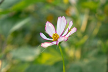 Pink And White Cosmos. White Cosmos With Pink Edges.