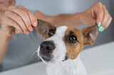 Fototapeta Zwierzęta - The woman holds the ears of the dog Jack Russell Terrier and pulls it in different directions