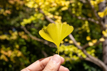 紅葉した銀杏（イチョウ）の葉っぱを持つ手