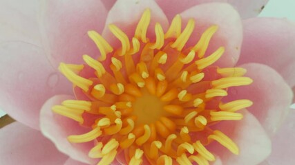 Canvas Print - Waterlily close-up. Blooming Water lily, pink aquatic flower rotating on white background, macro shot. Water lilly centre, extreme closeup. Lotus. Slow motion video