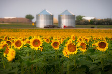 Sunflower Agriculture Field With Background Of Silo In Wall, South Dakota