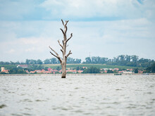 Old Dry Tree Sticking Up In Middle Of The Nove Mlyny Lake