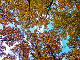 Wall Mural - trees in the forest in autumn - bottom view