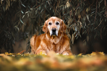 Wall Mural - old golden retriever dog lying in the park in autumn