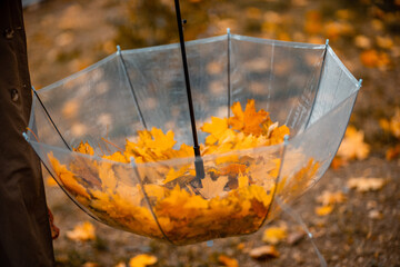 Transparent umbrella with fallen maple leaves in the autumn park.