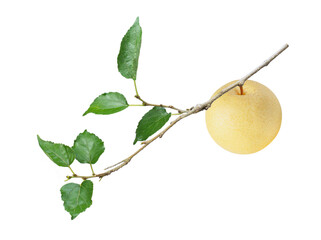 pear on a white background	