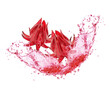 Hibiscus (Roselle, jamaica) juice splash isolated on white background.