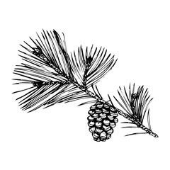 Pine tree branch with cone, sketch, black outline isolated on white background, stock illustration for design and decor