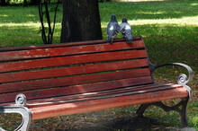 Bench In A Summer Park