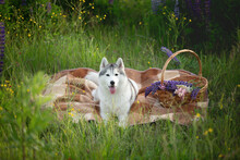 Happy Silver Dog Breed Siberian Husky Lying On The Plaid In Lupin Flowers Field