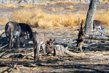 Baby Donkey In A Dry Field Eating, In Beatty Nevada