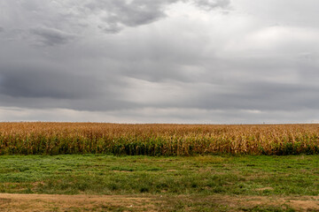 Poster - Corn field in Nebraska used for food or energy production.