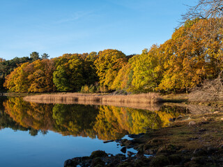  Autumn coastal landscape with yellow tree foliage reflecting in calm water. Shot in Sweden, Scandinavia